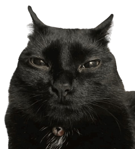 Suspicious cat Discord sticker