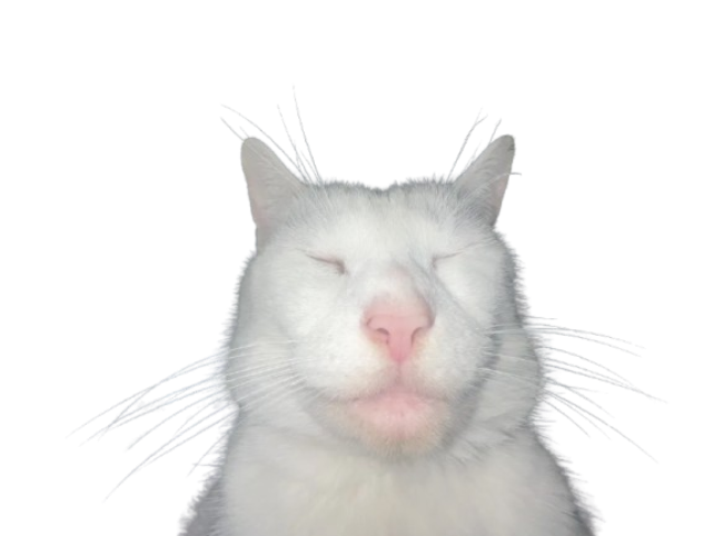 chad cat Discord sticker
