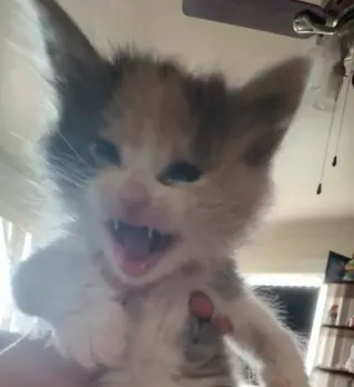 release me .gg/arose