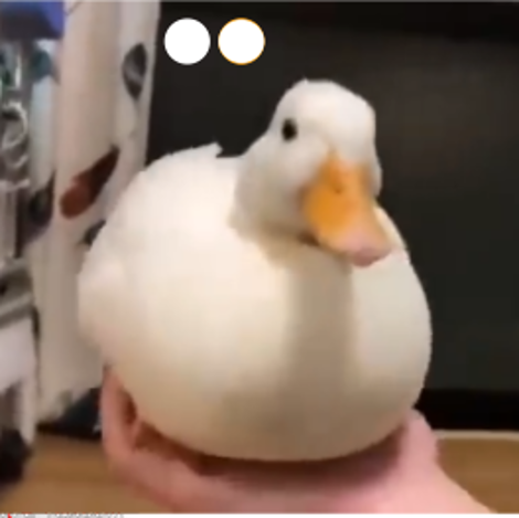GO_duck Discord sticker