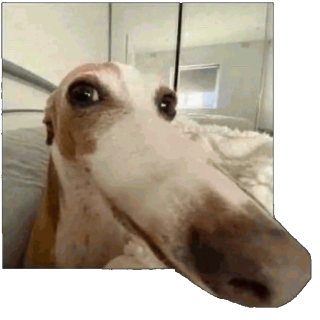 GO_dogSniff Discord sticker