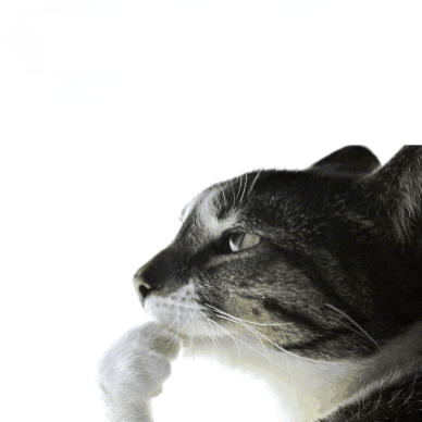 cat thinking