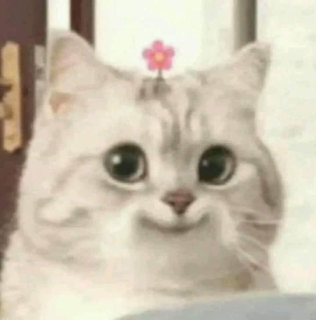 cat smile Discord sticker