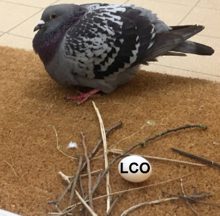 El server   .gg/lco Discord sticker