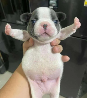 T-Pose Pup Discord sticker