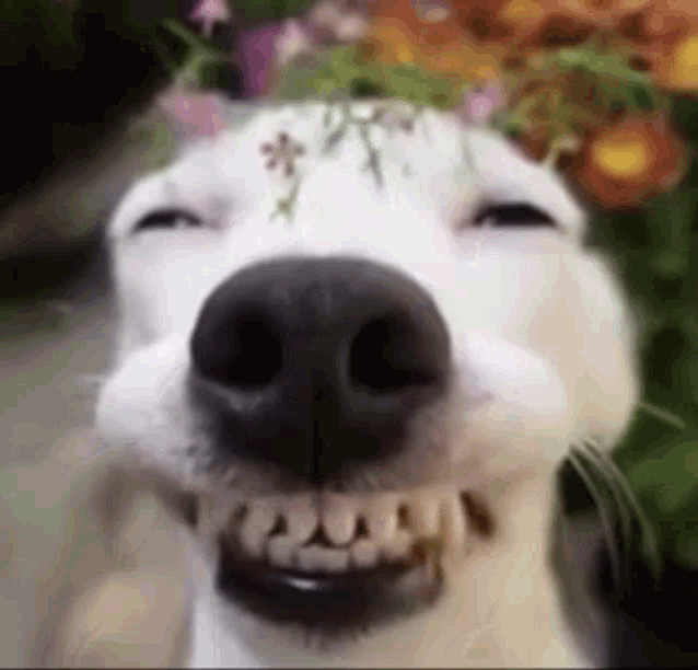 happy doggo Discord sticker