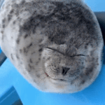 silly seal
