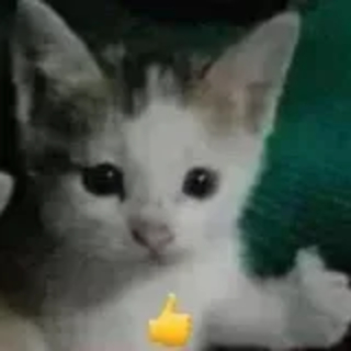 eagle.kitty_thumbsup Discord sticker