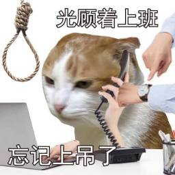 awpjcat Discord sticker