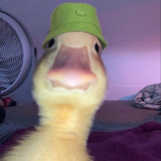 Soldier Duck