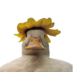 bobbyduckmaddiegoose