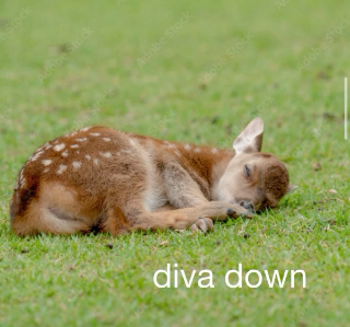 deer diva down .gg/decor