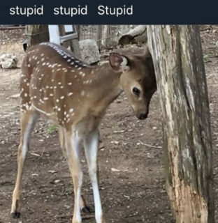 deer stupid .gg/decor