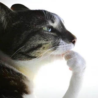 cat think | .gg/supacon