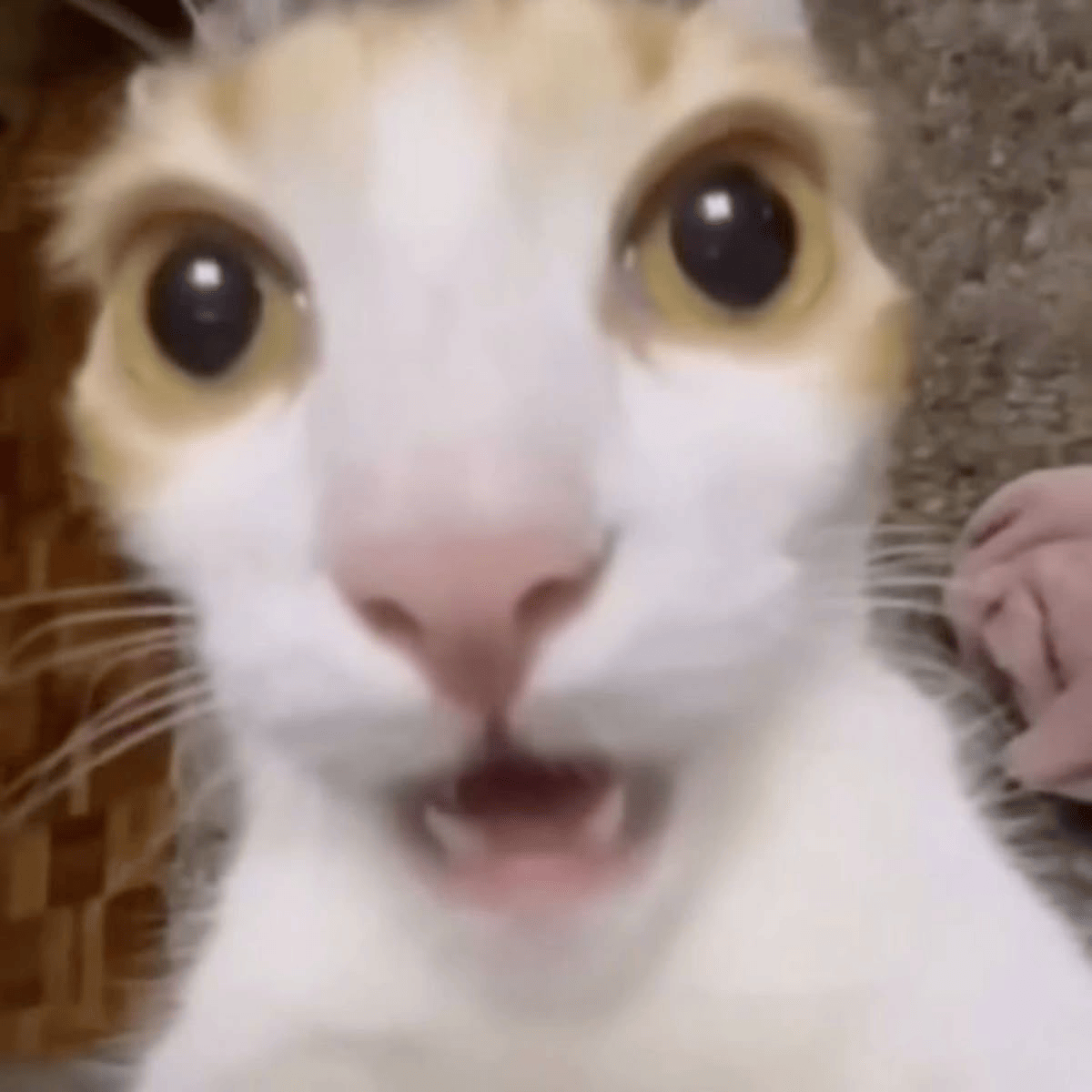 cat wow Discord sticker