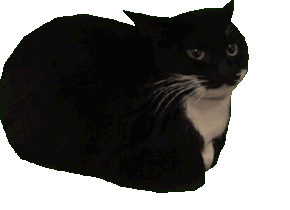 Spinning Cat Discord sticker