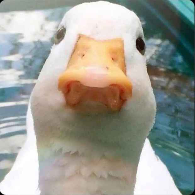 Duck stares