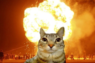 cat explode Discord sticker