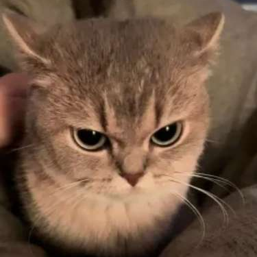 Cat Angryy