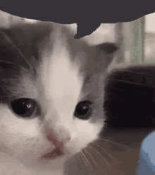 cat speechless /hopeful