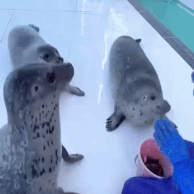 joyous seals