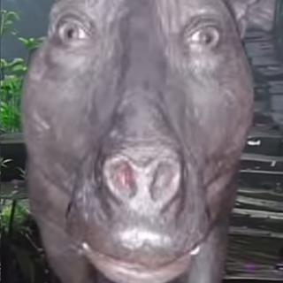 shocked pig