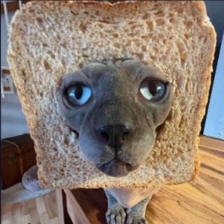 cat bread