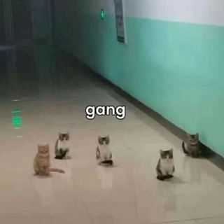 gang