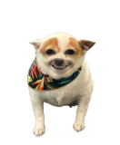 cheesin Discord sticker