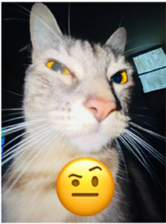 gato wtf Discord sticker