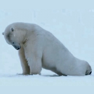 Polar Pose