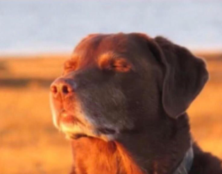 dog chilling Discord sticker