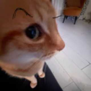 Cat Huh What Discord sticker