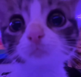 Kwute Kwitty /cheriies