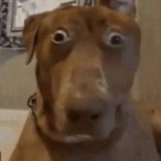 Dawg huh? (/eclipsess)