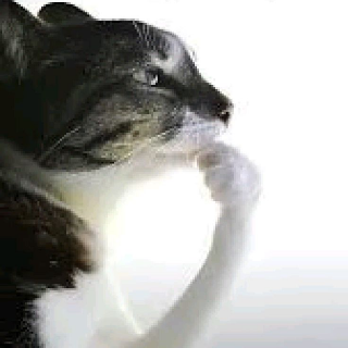 Catto thinko (/eclipsess)