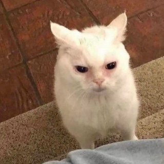 angry stare Discord sticker