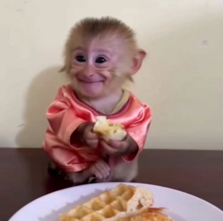 Monkey Tato / .gg/chatzone