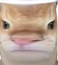 My Honest Reaction Discord sticker