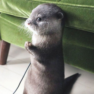 otter side eye 