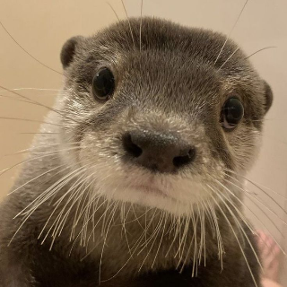 otter stare