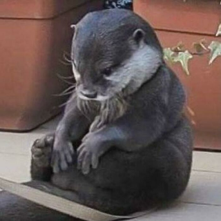 otter sad
