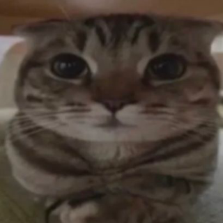 imjudgingyou .gg/arose