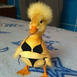 duck Discord sticker