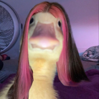 duck Discord sticker