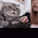 comprehending /lushed