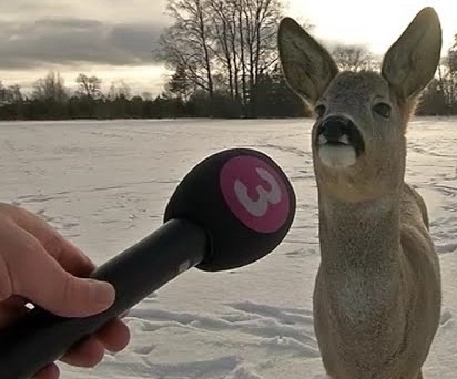 deer trash (.gg/soundboard)