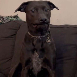 emisdogg .gg/elantris