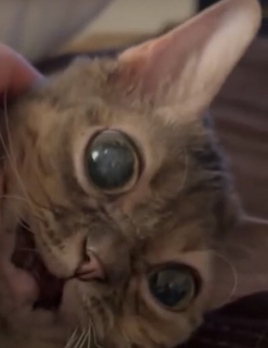 peek-a-boo /cheriies