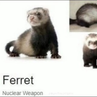 Ferret 
